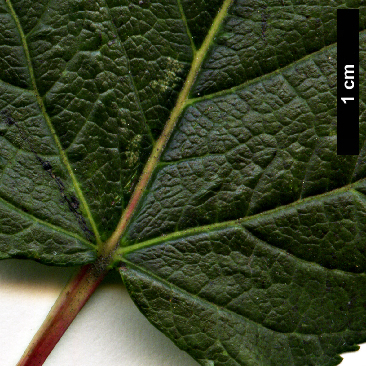 High resolution image: Family: Sapindaceae - Genus: Acer - Taxon: tataricum - SpeciesSub: subsp. tataricum